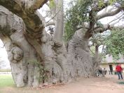 The Sunland Baobab
