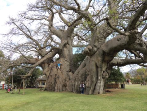 The Sunland Baobab