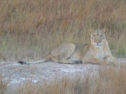 Lion at Kafue River Lodge